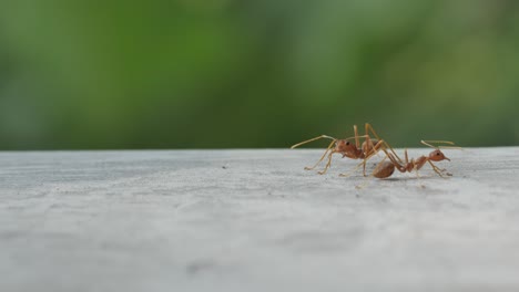 Red-Worker-Ant-crawling-on-the-surface-with-tree-bokeh-in-the-background