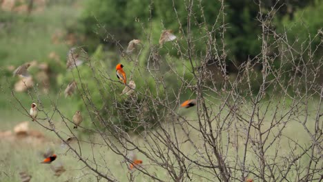 Flock-of-Red-Bishop-and-Red-Billed-Quelea-Birds-Land-on-Bare-Branches-Together