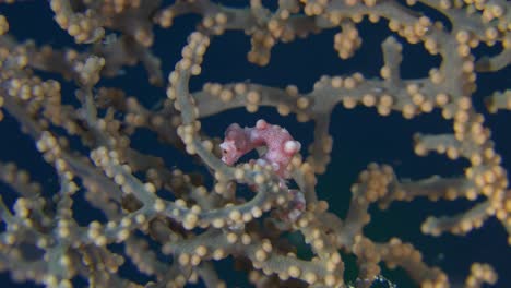 Pygmy-seahorse-Denise-hiding-in-gorgonian-sea-fan-in-the-Philippines