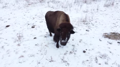 bison-walks-towards-camera-in-winter