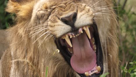Full-Frame-Nahaufnahme-Eines-Großen,-Zahnigen-Gähnens-Durch-Einen-Männlichen-Afrikanischen-Löwen-Im-Schatten