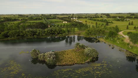 Dolly-in-flying-over-an-islet-in-the-middle-of-a-pond-with-flocks-of-great-white-egrets-resting-on-treetops-and-flying-around-surrounded-by-green-fields-in-the-countryside