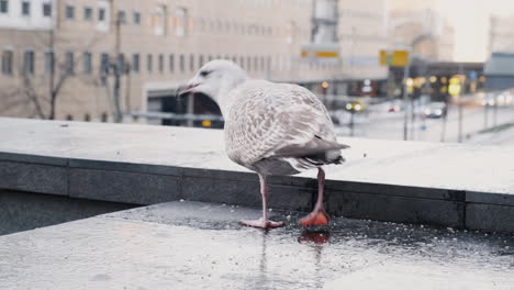 European-Herring-Gull-Pecking-Food-With-City-In-Background