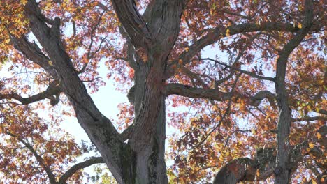 beautiful-leaves-falling-off-of-large-tree-at-sunset-slow-motion-pan