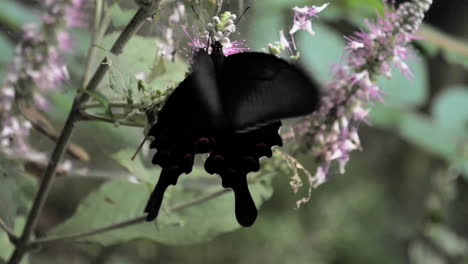 Slow-Motion-Chinese-Black-Butterfly-Flower