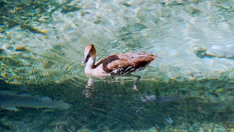 Beautiful-lake-where-ducks-can-swim,-crystal-clear-water,-fish-below,-clear-day