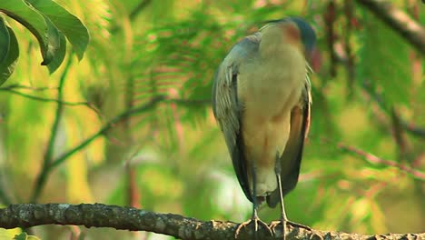 An-adult-Whistling-Heron-grooming-and-preening-its-amazing-plumage-in-the-Brazilian-Savanna