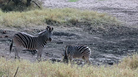 Medium-wide-shot-of-two-zebra-grazing-in-Africa