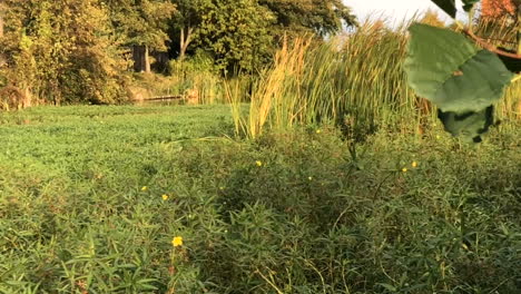 Pond-overgrown-with-reeds-and-grass
