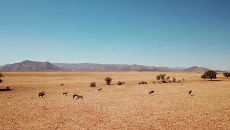 Namibia-Desierto-De-Kalahari-En-áfrica