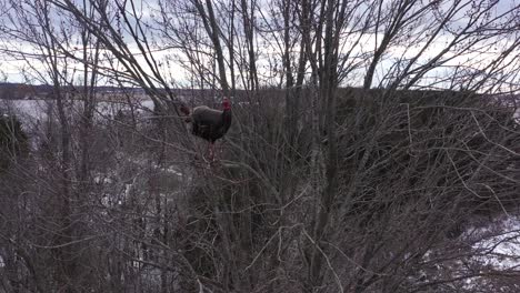 wild-turkey-perched-in-a-tree-winter-closeup