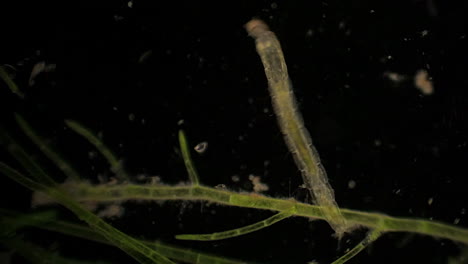 Mikroskopisch-Kleine-Chironomidae-Ernähren-Sich-Inmitten-Von-Wasserpflanzen