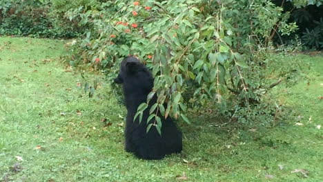 Black-Bear-family-eating-and-resting-in-backyard-or-house-in-Hendersonville-North-Carolina