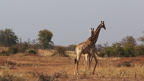 Two-male-giraffes-moving-around-on-savannah-in-Greater-Kruger-National-Park,-South-Africa