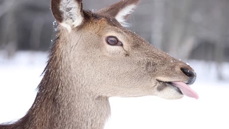 elk-licking-lips-slow-motion-winter