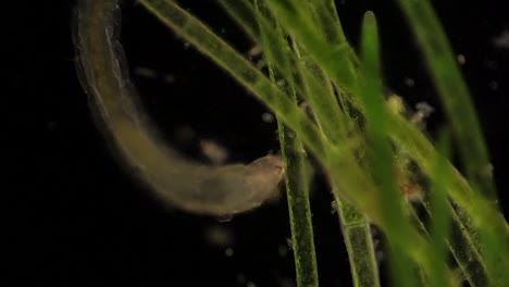 Mikroskopisch-Kleine-Chironomidae-Ernähren-Sich-Inmitten-Von-Wasserpflanzen