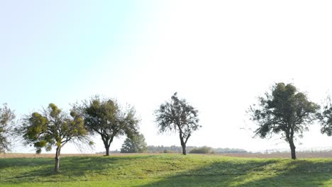 Dron-De-Panoramización-Lenta-De-Una-Hilera-De-árboles-En-Una-Colina-En-El-Campo-Esloveno-En-Un-Día-Soleado