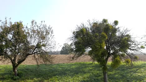 Panning-Luftaufnahme-Einer-Baumgrenze-Auf-Einem-Hügel-Mit-Einem-Landwirtschaftlichen-Getreidefeld-Im-Hintergrund-In-Der-Slowenischen-Landschaft