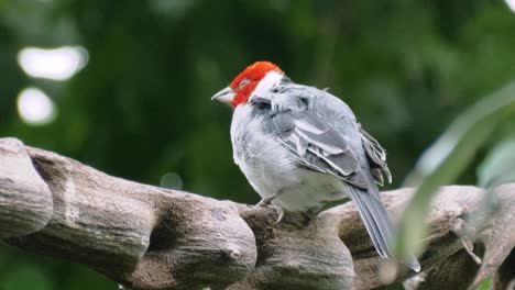 Close-up-shot-of-beautiful-red-cowled-cardinal-sitting-on-curvy-branch