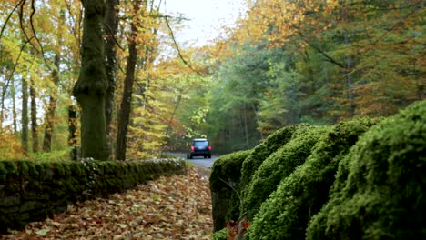 Stunning-Shot-of-a-Road-in-Autumn
