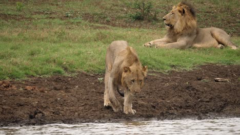 Male-lion-walks-to-river-for-drink-of-water-as-two-others-lay-in-grass,-Tracking
