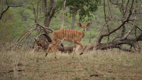 Female-Nyala-Antelope-Cautiously-Walks-in-Wild-Savanna-Looking-at-Camera