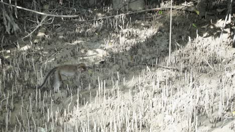 Small-monkey-macaque-searching-for-crabs-in-the-mud-of-a-dry-mangrove-in-the-jungles-of-Malaysia-Borneo