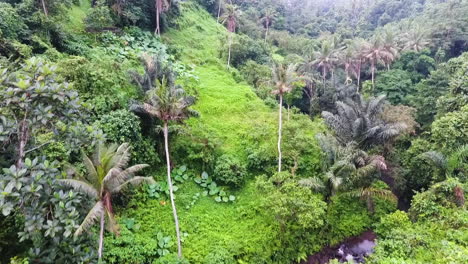 Aerial-view-rising-over-the-treetops-in-Bali