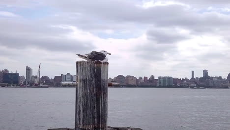 seagull-with-NYC-skyline-in-background