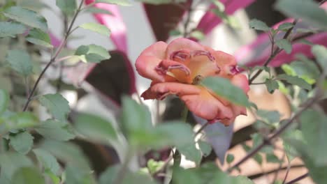 Uncolorgraded-Shot-of-partly-dried-rose