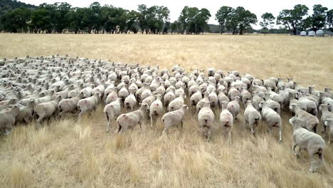 Passionate-shepherd-herding-a-flock-of-sheep-in-a-vast-dry-meadow-crop-field-in-the-country-side-of-Australia