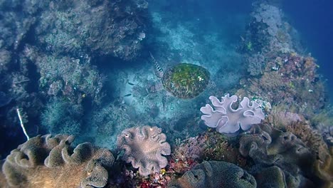Turtle-is-swimming-slowly-on-a-reef-filled-with-colorful-corals