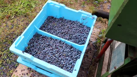 Blueberries-pouring-into-crates-after-being-harvested-in-a-berry-patch-SLOW-MOTION