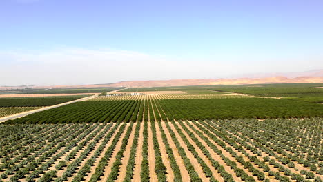 Vorbeiflug-An-Reihen-Grüner-Pflanzen-Auf-Einem-Großen-Landwirtschaftlichen-Betrieb-In-Kalifornien,-Antenne