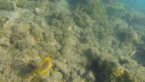 Buceo-Submarino-Con-Peces-Tropicales-En-El-Arrecife-De-Coral-Australiano