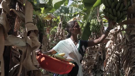 Indian-woman-walks-towards-camera-through-a-banana-plantation