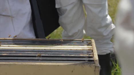 Closup-on-bees-flying-in-slow-motion-from-a-bee-hive-with-a-beekeeper-around