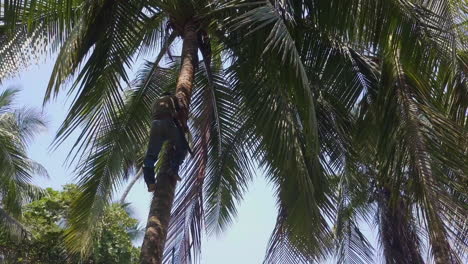 Costa-Rican-tree-trimmer-slowly-climbs-back-down-a-tall-palm-tree-after-trimming-it-on-the-sandy-beaches-of-Punta-Banco,-Costa-Rica