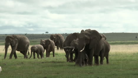 African-Elephant-family-sauntering-over-the-grasslands,-Amboseli-N