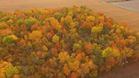 Goldener-Herbstwald-Bei-Sonnenuntergang-In-Kanada-Mit-Blick-Auf-Maisfelder