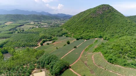 Pineapple-Plantations-or-Pineapple-Farm-and-a-Mountainview-in-Thailand-Shot-on-DJI-PT4