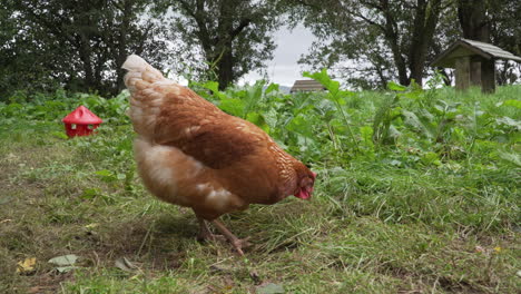 Free-range-chicken-searching-for-food-in-grassy-enclosure