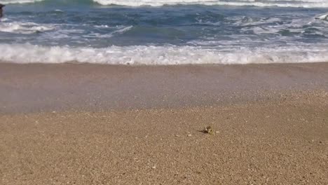 A-crab-walks-toward-the-waves-in-slow-motion