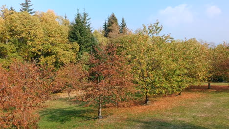 Pedestal-shot-of-some-colorful-trees-and-a-forest-in-the-background,-Black-Forest,-Germany