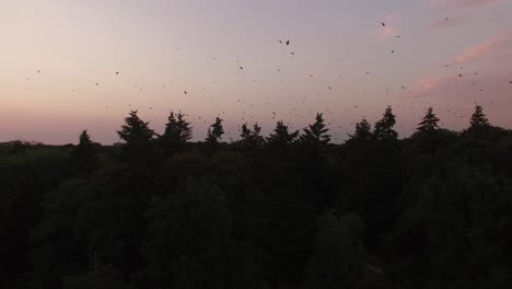 A-flock-of-birds-flying-around-in-circles-creating-a-huge-amount-of-chaos-in-an-otherwise-peaceful-location