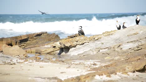Two-birds-fly-past-the-flock-relaxing-on-the-rocks-at-the-beach