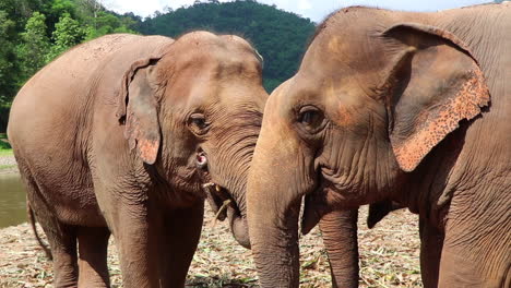 Two-elephants-eating-next-to-each-other-beside-a-river-in-slow-motion