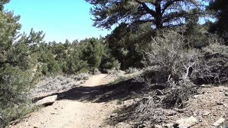 A-section-of-desert-trail-with-trees-overhead-along-the-Pacific-Crest-Trail