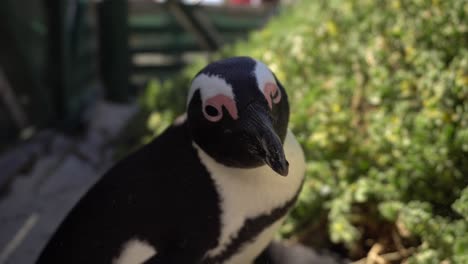 Curiosidades-Y-Lindo-Pingüino-Africano-De-Cerca-En-La-Playa-De-Boulders,-Ciudad-Del-Cabo