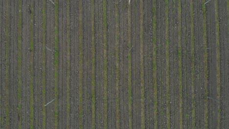 Aerial-top-down-view-of-a-tilled-hops-field-on-a-slovenian-farm-on-an-early-autumn-morning